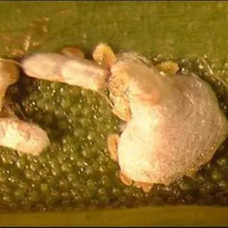 thumbnail for publication: Cycad Aulacaspis Scale, Aulacaspis yasumatsui Takagi (Insecta: Hemiptera: Sternorrhyncha: Diaspididae)